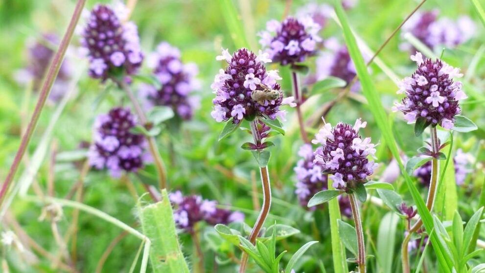 kakukkfű gyógynövény a pénisz megnagyobbítására